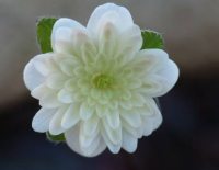 Full double white flower with green shading to the centre